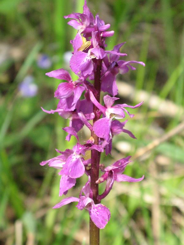 Orchidee (4).jpg